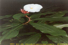 Costus speciosus